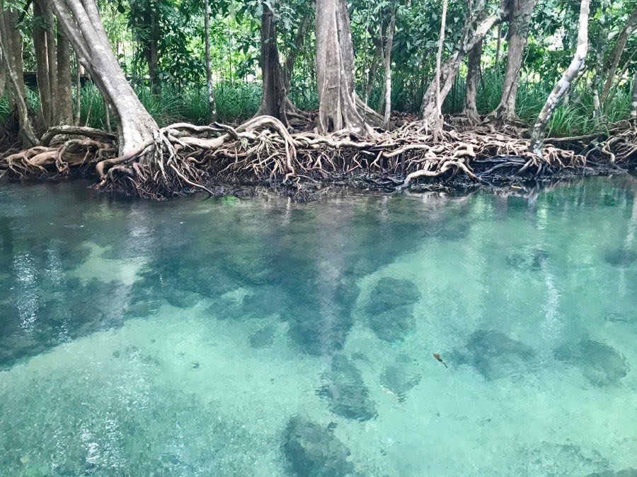 Eau cristalline et racines de palétuviers près de Krabi