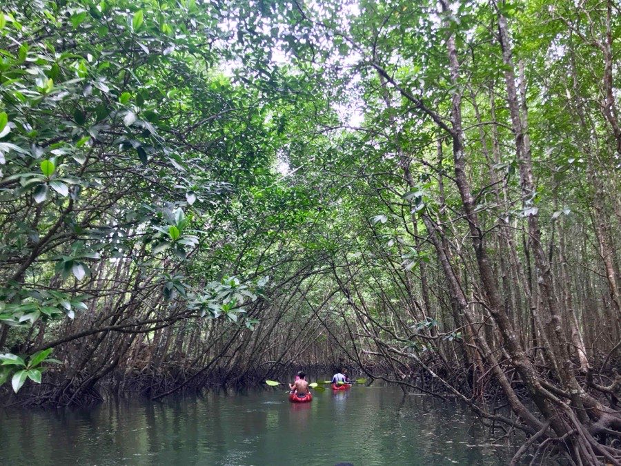 Kayaks dans un chenal de mangrove à Thalane