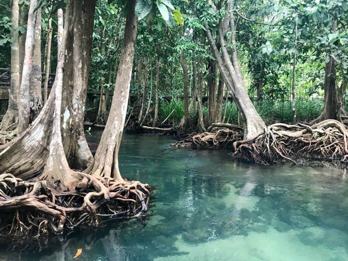 Thalane - Kayak dans la mangrove et piscines naturelles, photo 2