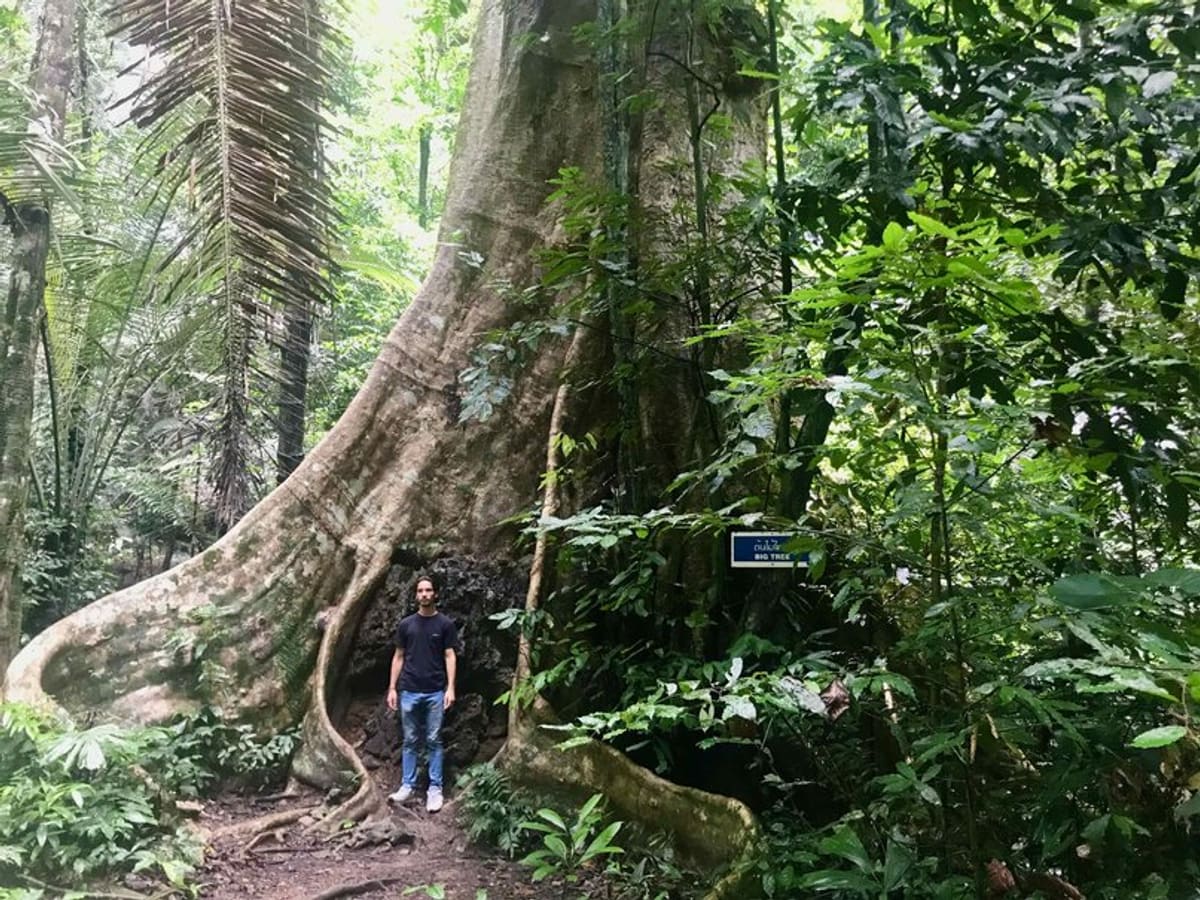 Promenade en forêt tropicale primaire et cascade, photo 2